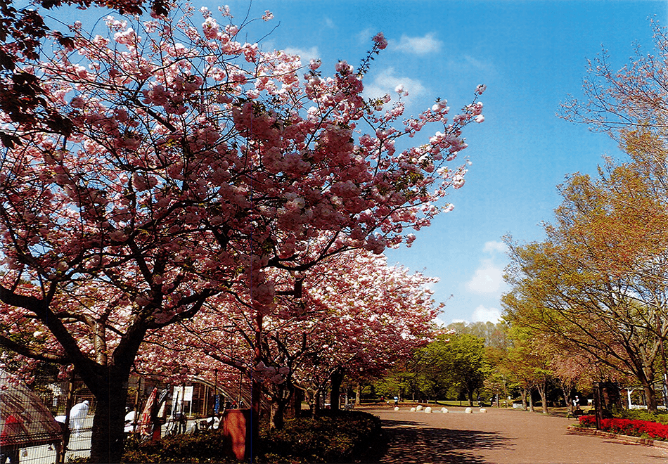 いこいの森公園